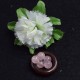 Cuarzo rosa natural perlas 8mm precios a escala