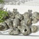 Pyrite petites pierres roulées par 250g