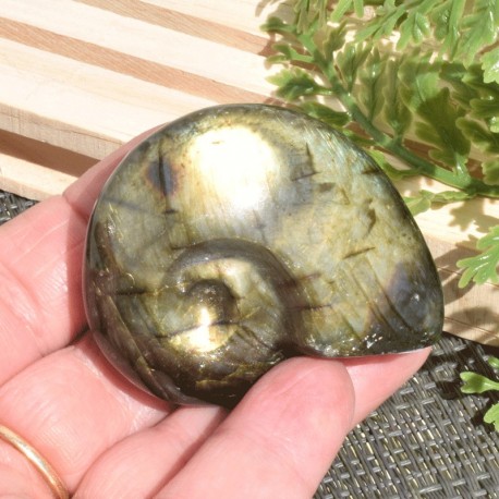 Labradorite taillée façon ammonite AMLB6